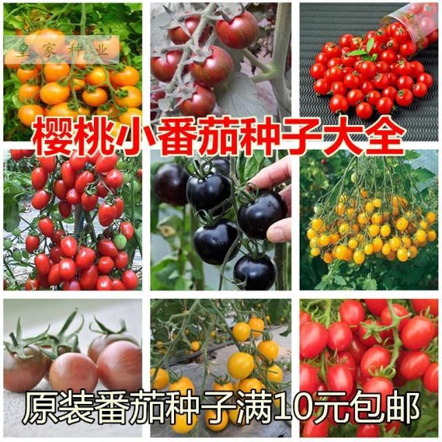 樱桃小番茄种子 水果番茄 黑珍珠紫玉番茄圣女果番茄春季蔬菜种子