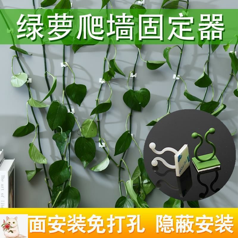 5-30个绿萝固定器爬墙无痕藤蔓整理夹子室内免钉贴上墙自由攀爬