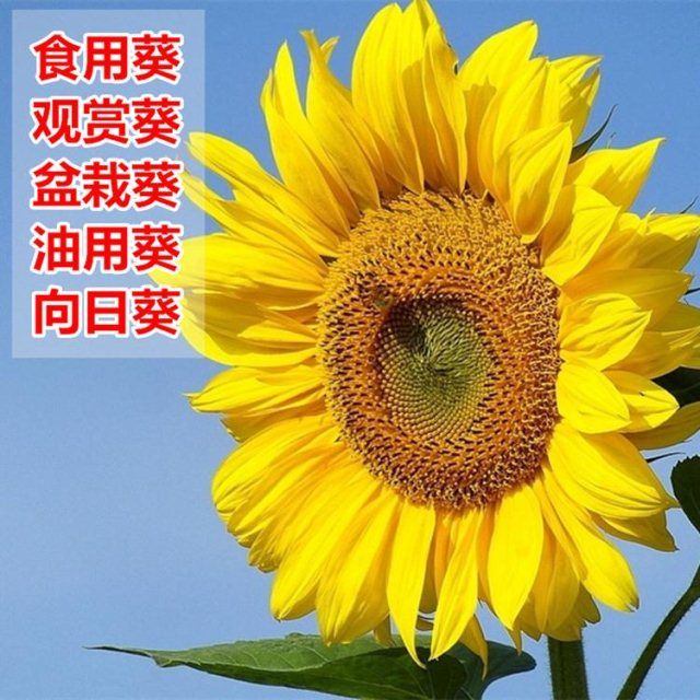食用大型观赏向日葵种子特大葵花种籽榨油四季矮小油葵盆栽花种孑
