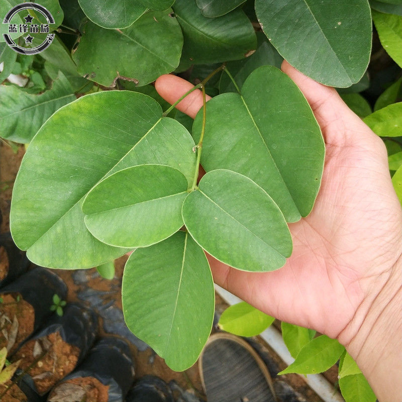 正宗印度小叶紫檀树苗 檀香紫檀小树苗 珍稀名贵植物红木盆景地栽