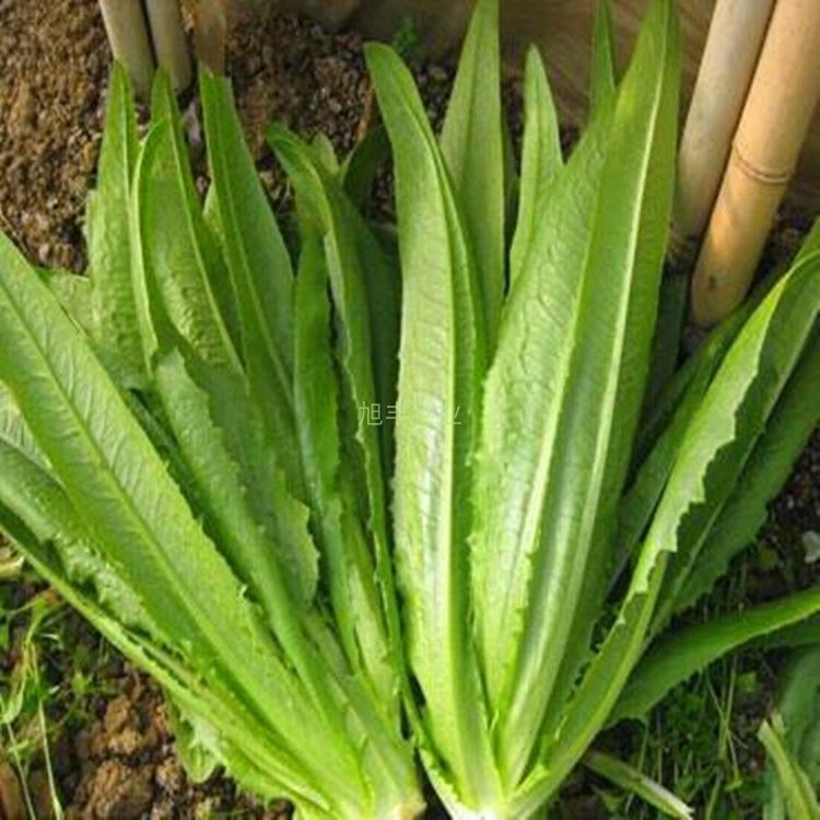 油麦菜 红油麦菜 香麦菜蔬菜种子 春夏秋四季播 阳台大田蔬菜种子