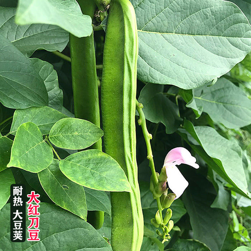 农家大红刀豆种子 白刀豆巴西豆菜豆角 大扁豆四季蔬菜籽阳台菜园