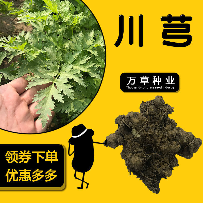 材川芎种子川芎种阳台盆栽庭院种植带土栽易成活包邮