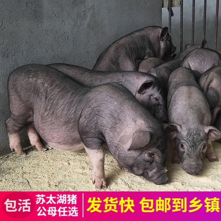原种苏太湖母猪苗小猪种批发黑猪太湖母猪养殖动物活物二代猪仔崽