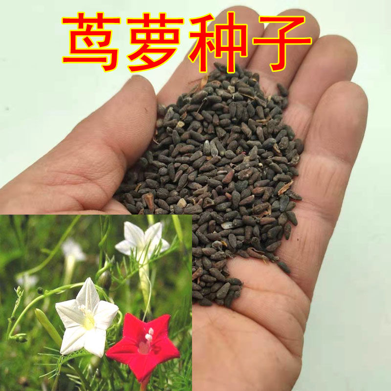 羽叶茑萝花种子四季开花易活庭院室外内盆栽爬藤攀援植物花种籽子