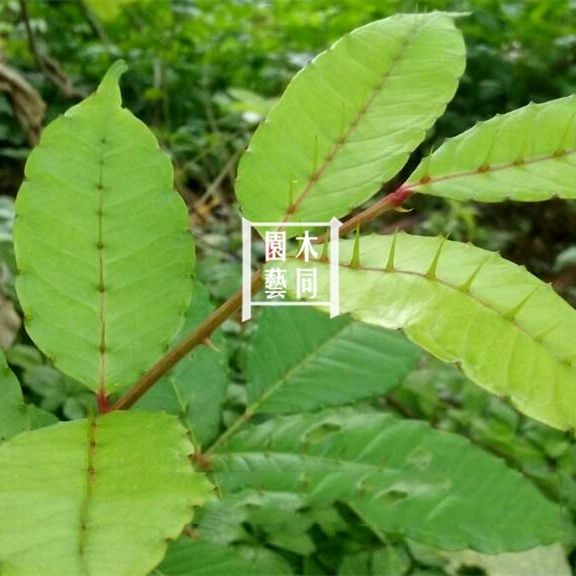 两面针种子入地金牛种子双面刺山椒下山虎中草药材盆栽 满