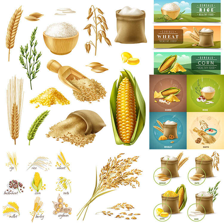 大米粗粮ai矢量素材 逼真水稻小麦玉米稻穗生活粮食海报 设计素材