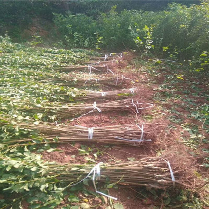 大总统李子树苗南北方庭院地栽种植特大阳台盆栽嫁接果树当年结果