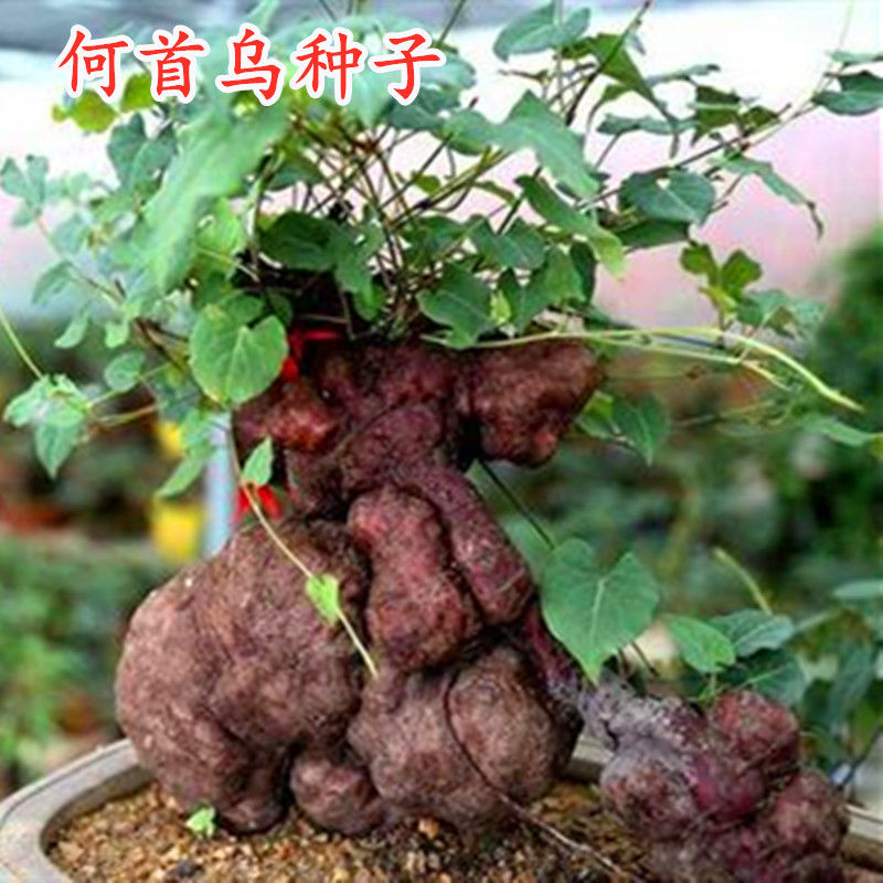 何首乌种子 中药材种籽 东北三宝野生叶菜庭院大面积阳台蔬菜