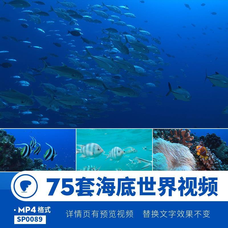 海豚实拍视频海底世界蓝色生物鱼类海洋大海超高清mp4剪辑mov素材