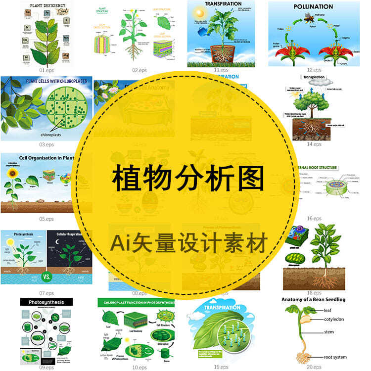 植物细胞光合作用树叶根茎树木分析图信息图表ai矢量图形设计素材