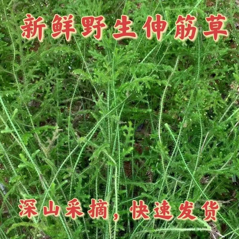 伸筋草新鲜广东潮汕深山野生中药材天然食用石松狮子草舒筋草500g