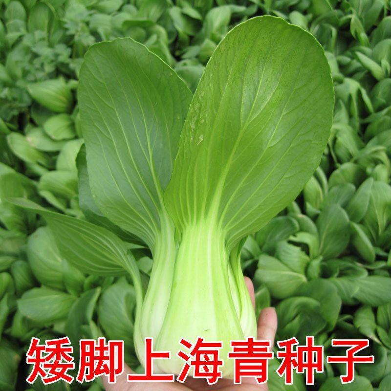小白菜菜种子矮脚上海青种子小青菜籽蔬菜种子油菜庭院阳台四季播