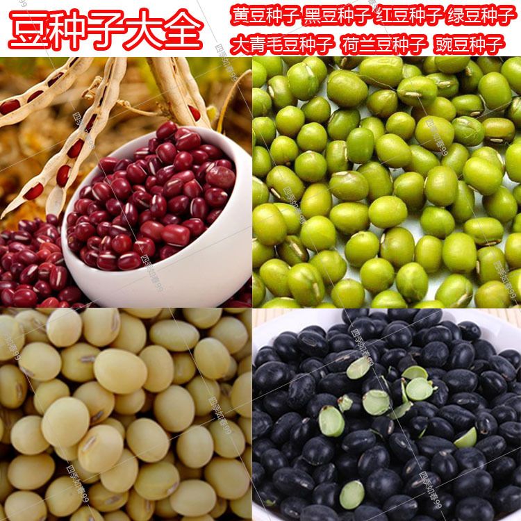 大豆种子大全东北黑豆黄豆早熟毛豆红小豆绿豆豌豆荷兰豆蚕豆种籽