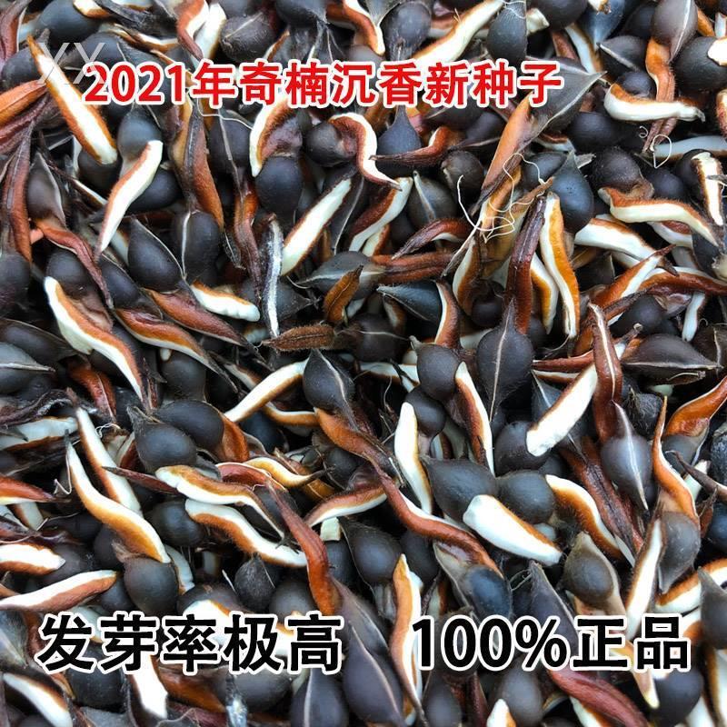 a奇奇楠沉香种子奇楠种子奇楠沉香小苗名贵树种白楠绿奇楠发芽率