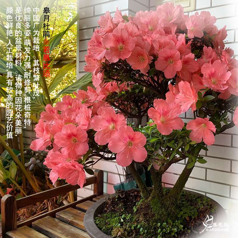 若惠比须日本皋月杜鹃春娟夏娟东娟名贵品种花卉盆栽树苗耐寒好养【3