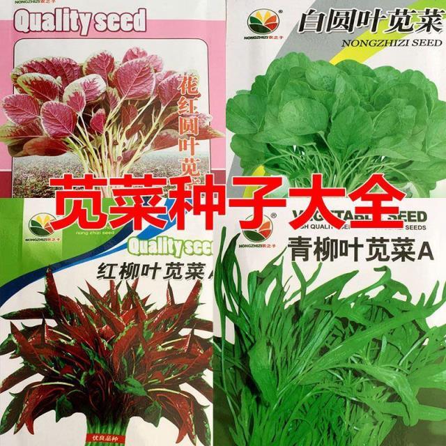 苋菜种子大全农之子青叶柳叶圆叶红苋菜春秋南方农家四季蔬菜种孑
