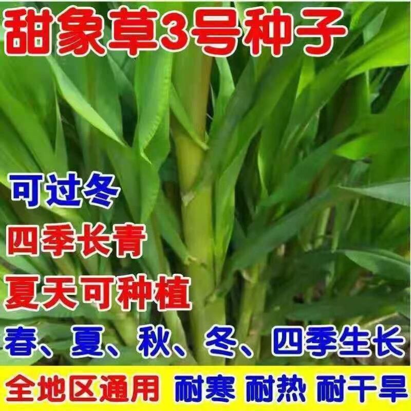 进口无毛耐寒甜象草3号牧草种子多年生四季常青高产养猪牛羊草籽