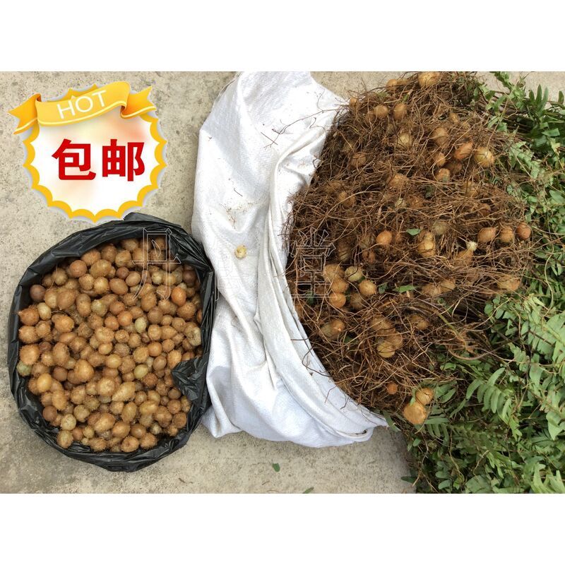 新鲜野生石黄皮野生蛇蛋凤凰蛋中草药中药材
