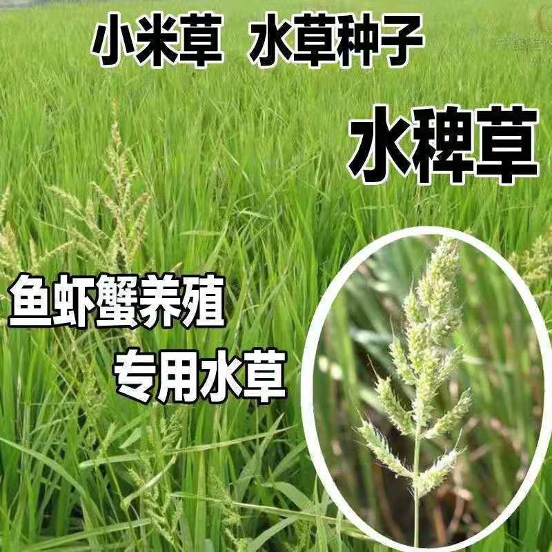 散装稗草种子小米草雀稗水稗子长稻田里养喂鱼草水稗草籽水草种子