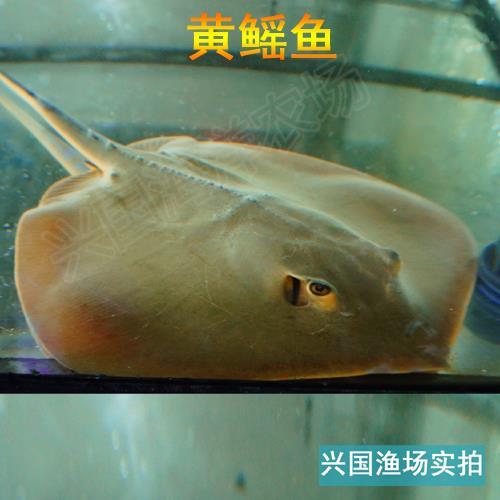 黄鳐鱼 活体鲨鱼魟鱼虹鱼瑶鱼海水观赏鱼快递大型鱼缸饲养