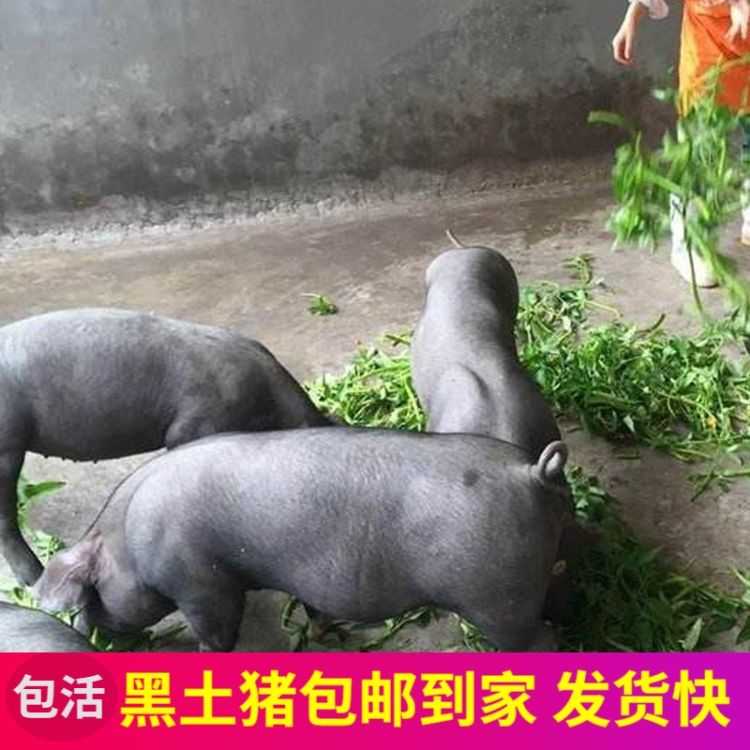 买正宗广西黑土猪活物黑猪苗跑山猪土黑猪活体猪崽散养黑小猪仔