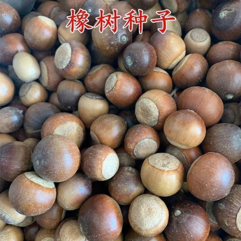 橡树种子 红橡树种子 象树种子栎树种子柞树种子娜塔栎种子