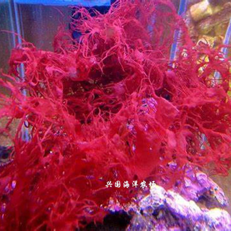 火焰藻 海水鱼缸红色海藻观赏活体去除no3 po4藻缸海缸造景水藻