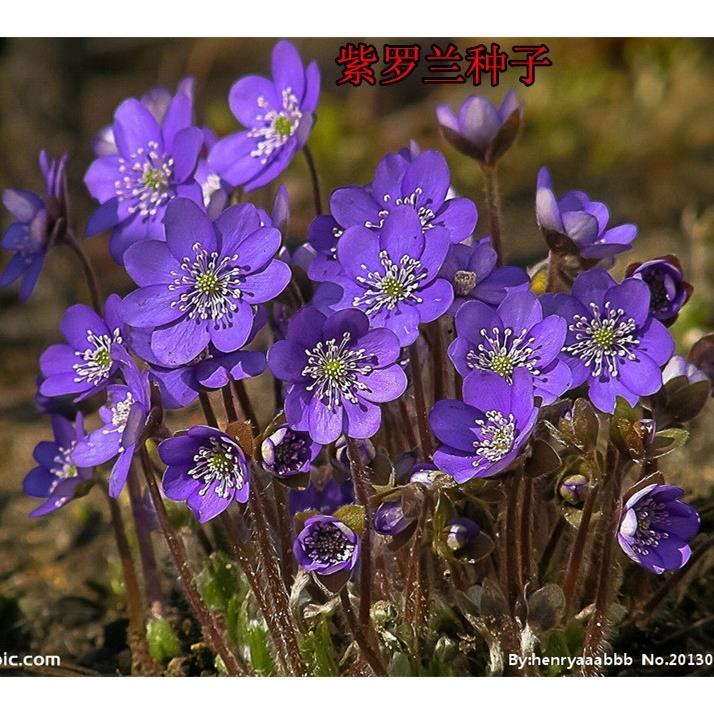 花卉种子 紫罗兰种子  阳台庭院进口花卉兰花种子 草桂花 四桃克