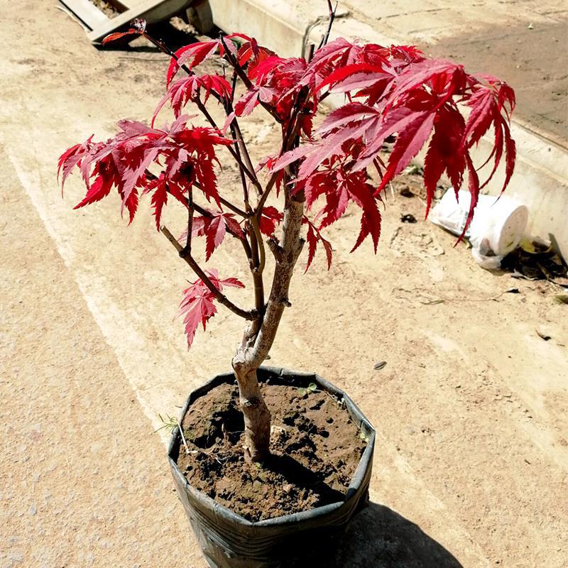 日本红枫盆景四季常青盆栽植物红舞姬室内枫树红枫叶好养老桩树苗