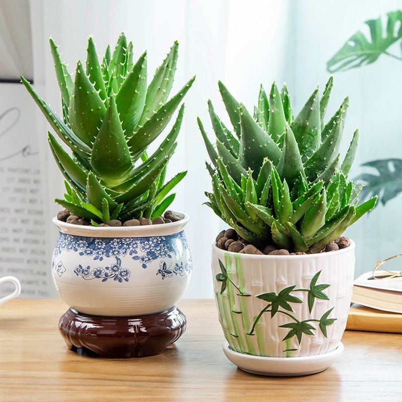 芦荟盆栽多肉植物室内好养芦荟花卉吸除甲醛净化空气四季水培