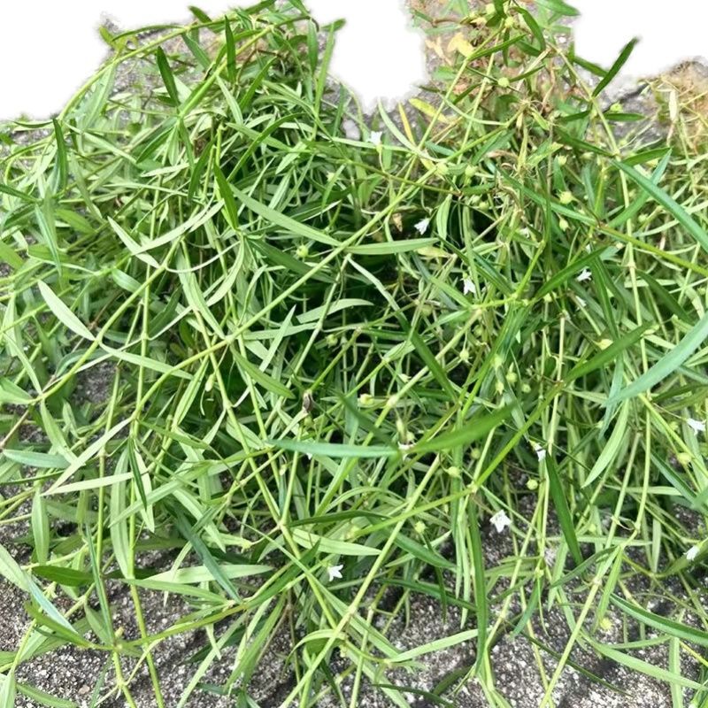 白花蛇舌草种山蛇尖草蛇总管蛇利草水线草羊须草农家野生药菜种子
