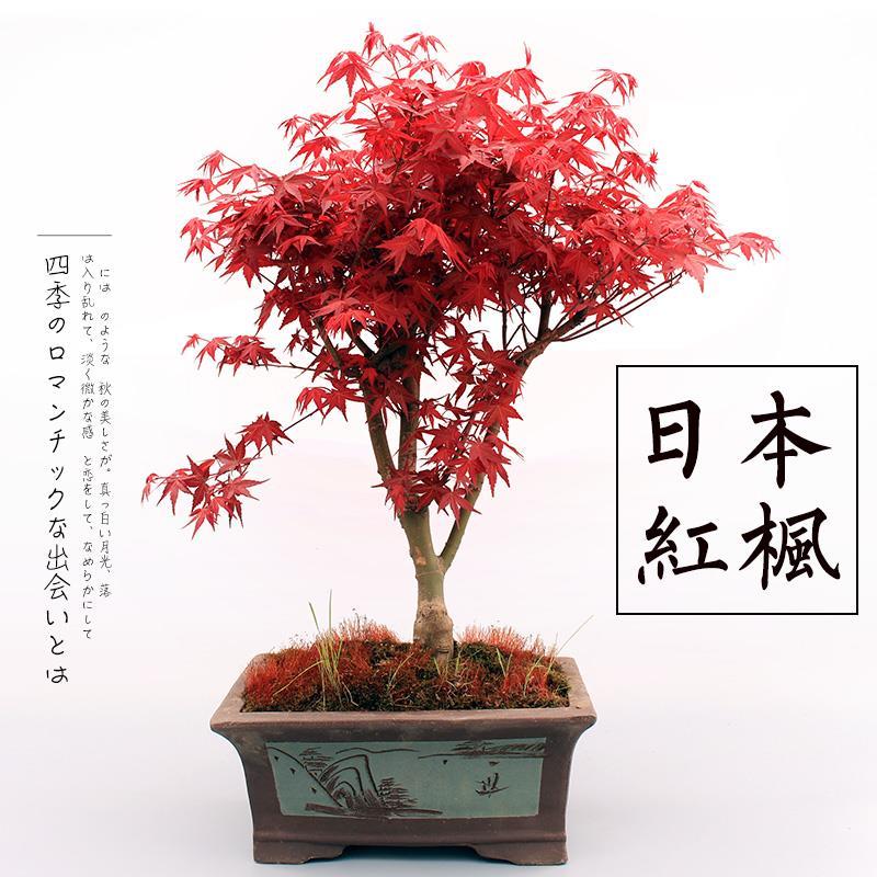 日本红枫盆景老桩四季红舞姬盆栽中国红三季常年红正宗黄金枫树苗