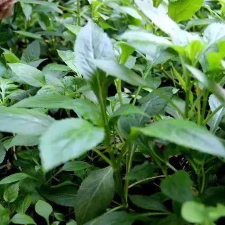 败酱草种子野生草药苦斋菜苦益菜败酱草月子菜药食同源绿色蔬菜籽