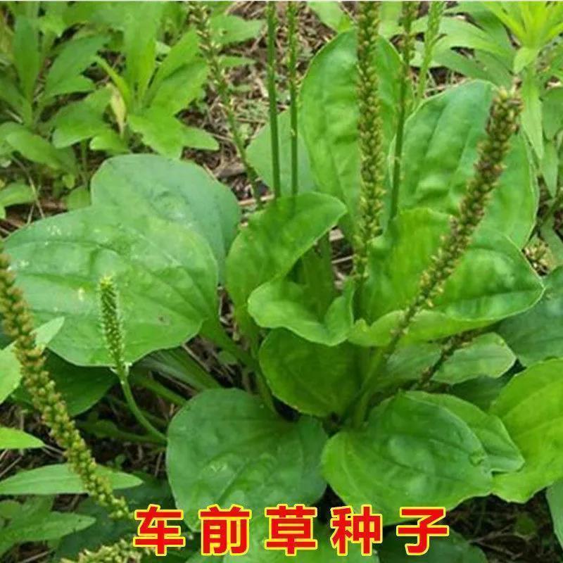 新采出售散装 车前草种子 野菜车前子 牛甜菜种籽庭院可播种