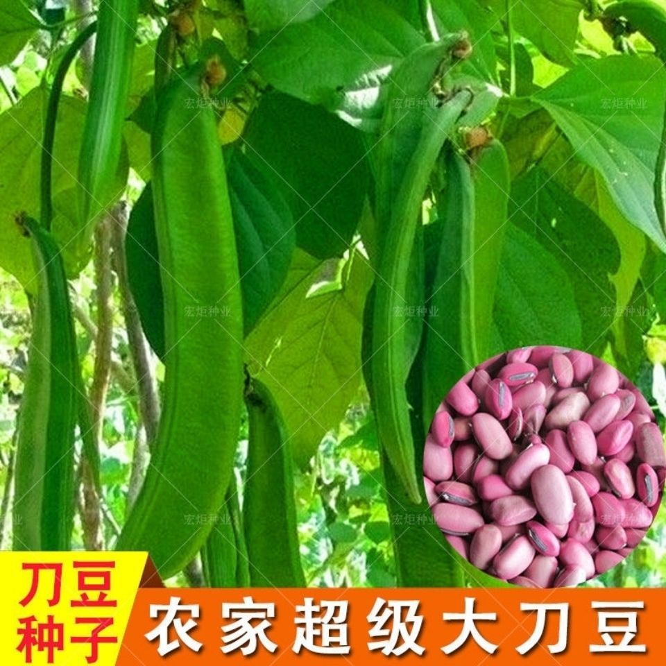 农家大红刀豆种子 白刀豆巴西豆菜豆角 大扁豆四季蔬菜籽阳台种孑