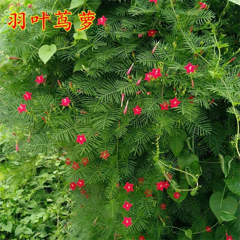 羽叶茑萝种子爬藤花种籽子五角星四季易活花籽阳台庭院室外花种子