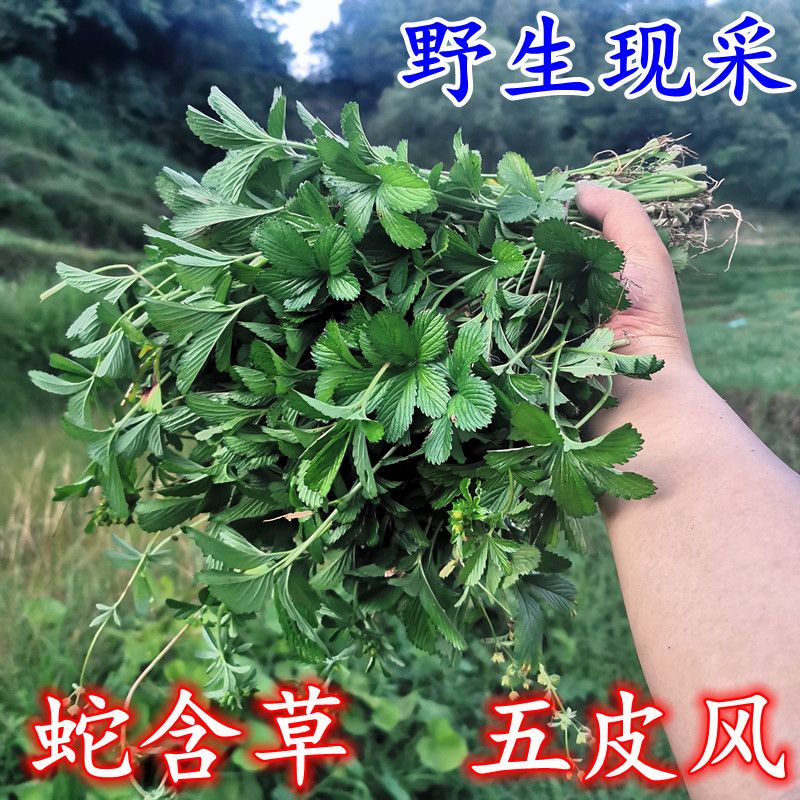 贵州新鲜现采野生五皮风 蛇含草 五叶梅五爪风五爪龙中草药500克