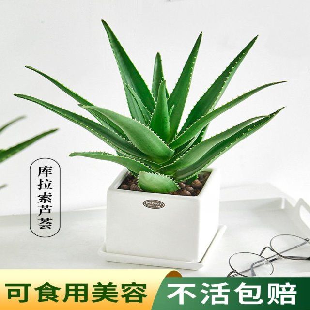 库拉索芦荟类植物盆栽室内好养活绿植办公桌面四季常青多肉超大株