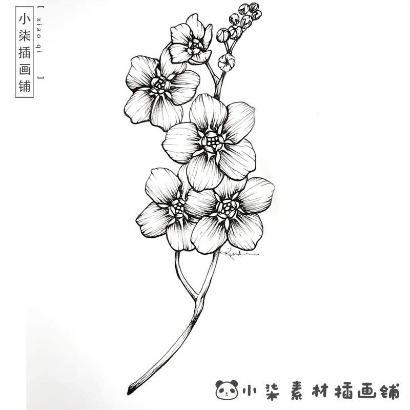 kindra写实植物线稿黑白植物线条花卉线稿花朵线稿马克杯素材简笔
