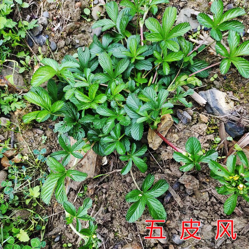 蛇含委陵菜五匹风五叶莓五爪龙中草药蛇含草五星草新鲜现挖500g