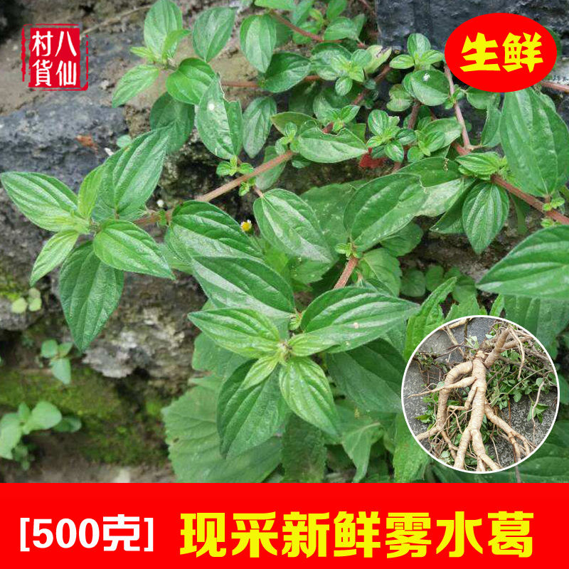 野生雾水葛 新鲜中草药粘榔根咄脓膏糯米藤脓见消拔脓膏 500g包邮