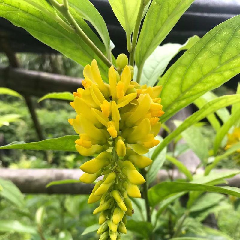 黄花倒水莲苗原生名贵中药材倒吊黄花苗观音串黄花大远志花卉包邮