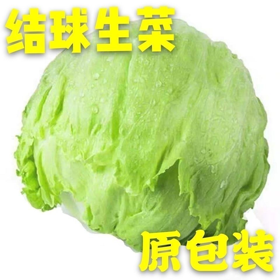 包心生菜种子结秋生菜籽圆生菜汉堡球耐抽苔秋季四季蔬菜种孑