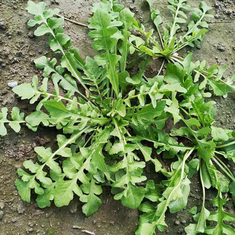 野生荠菜有机蔬菜种子阳台种菜 蒲公英种籽 马齿苋 苦苣菜 苦麻菜