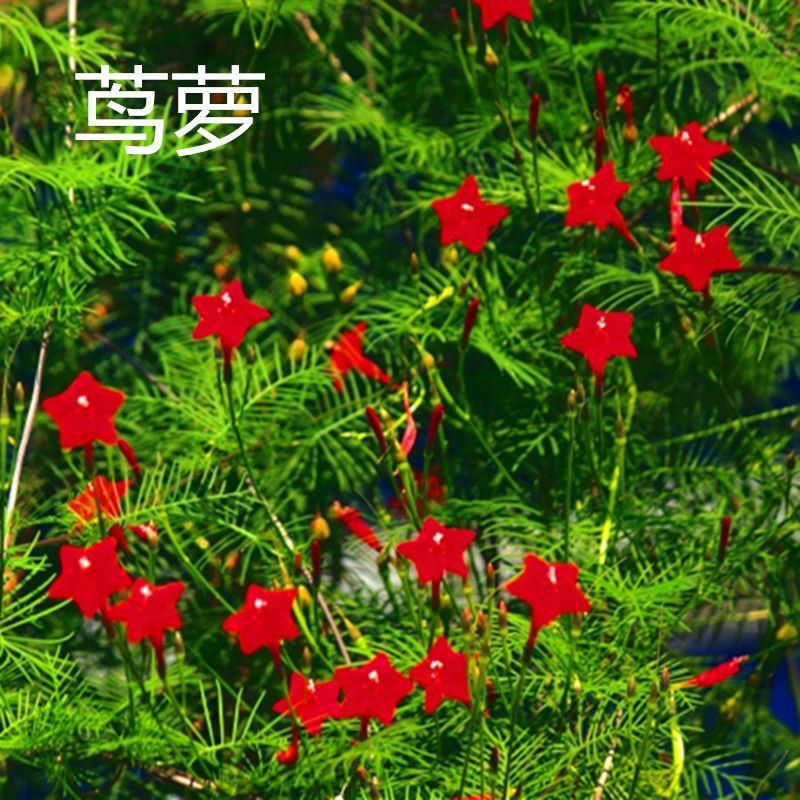 羽叶茑萝种子花种子四季阳台庭院爬藤垂吊花卉盆栽 红五角星种子