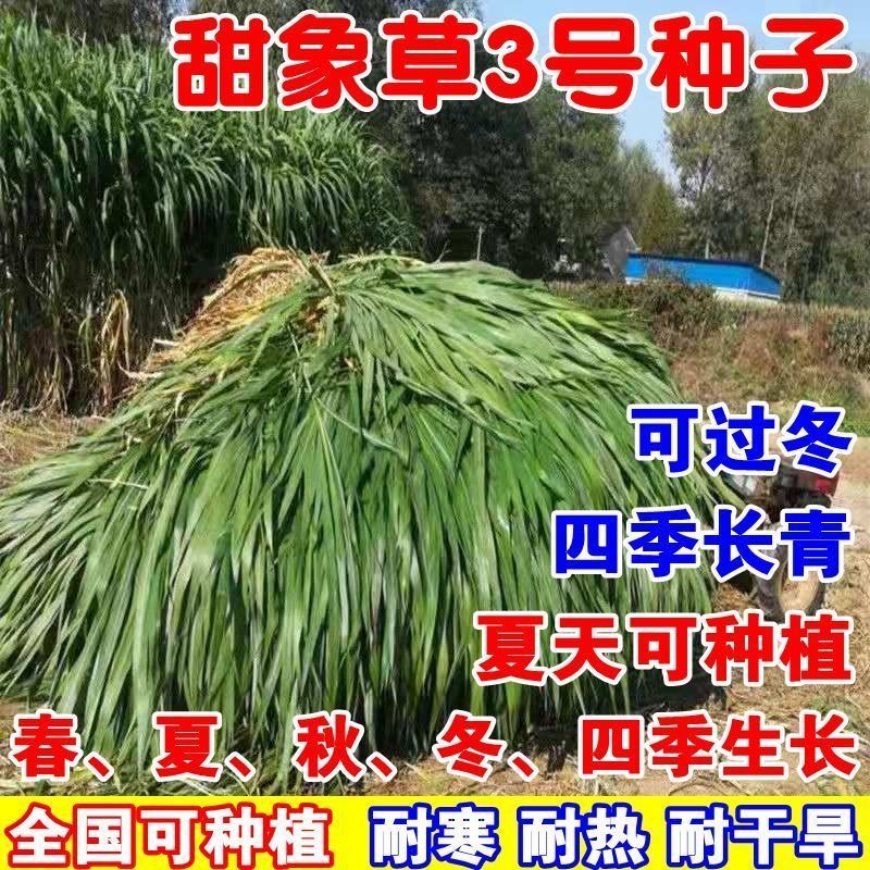 无毛耐寒甜象草3号牧草种子多年生四季常青高产养猪牛羊鱼像草籽