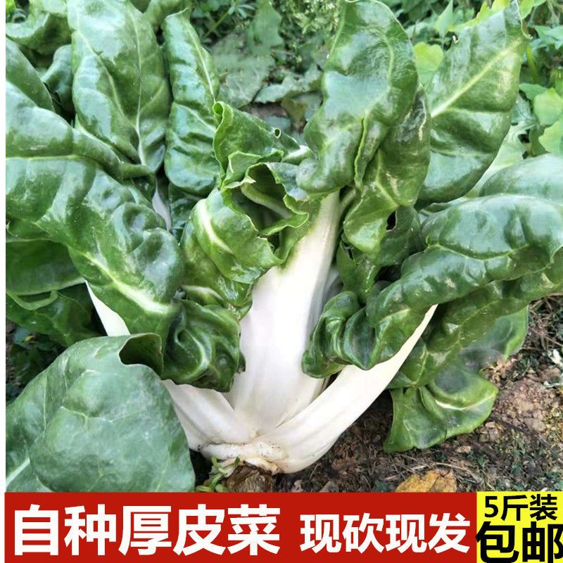 四川特产牛皮菜新鲜厚皮菜蔬菜重庆瓢儿菜莙荙菜君达菜农家3/5斤【2月