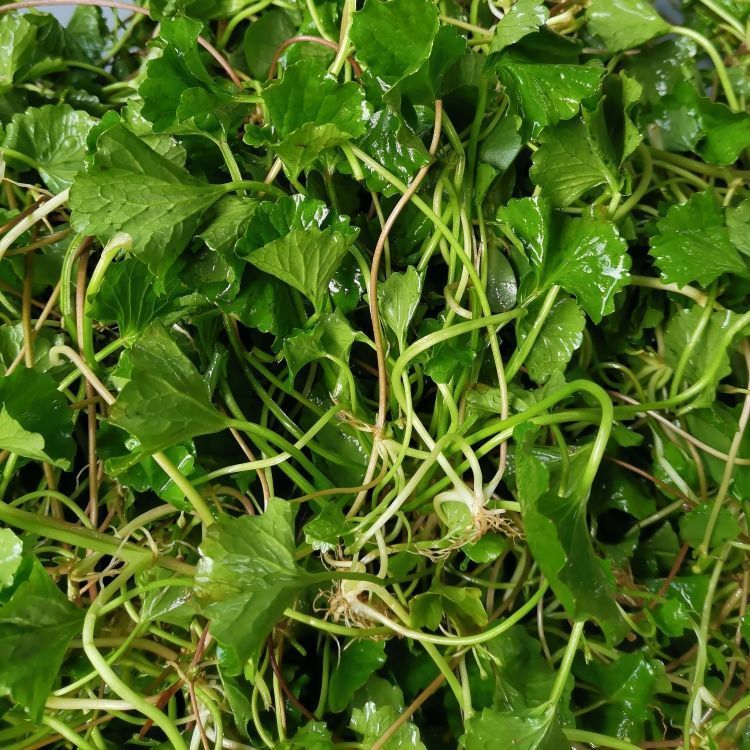 1斤云南德宏新鲜蔬菜苦菜马蹄菜铜钱草崩大碗雷公根灯盏菜积雪草【2月