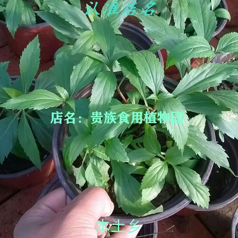 佩兰美味食用香草伤力草佩兰芳香植物盆栽苗花卉